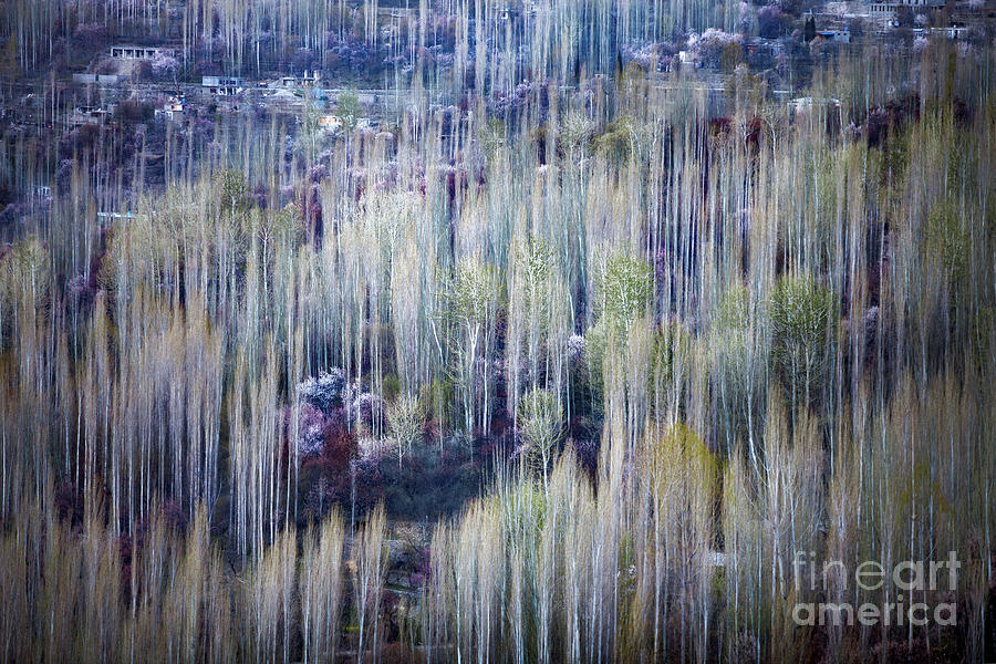 Spring strokes by Awais Yaqub Spring strokes by Awais Yaqub