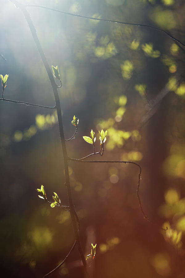 Spring sunshine illuminating budding leaves 1 Photograph by Ulrich Kunst And Bettina Scheidulin