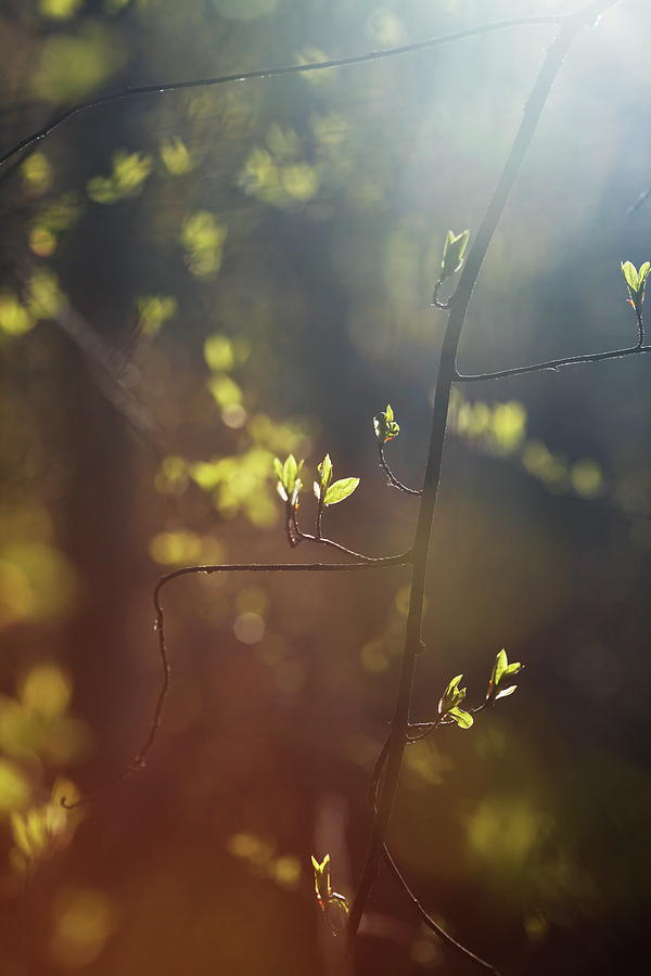 Spring sunshine illuminating budding leaves 2 Photograph by Ulrich Kunst And Bettina Scheidulin
