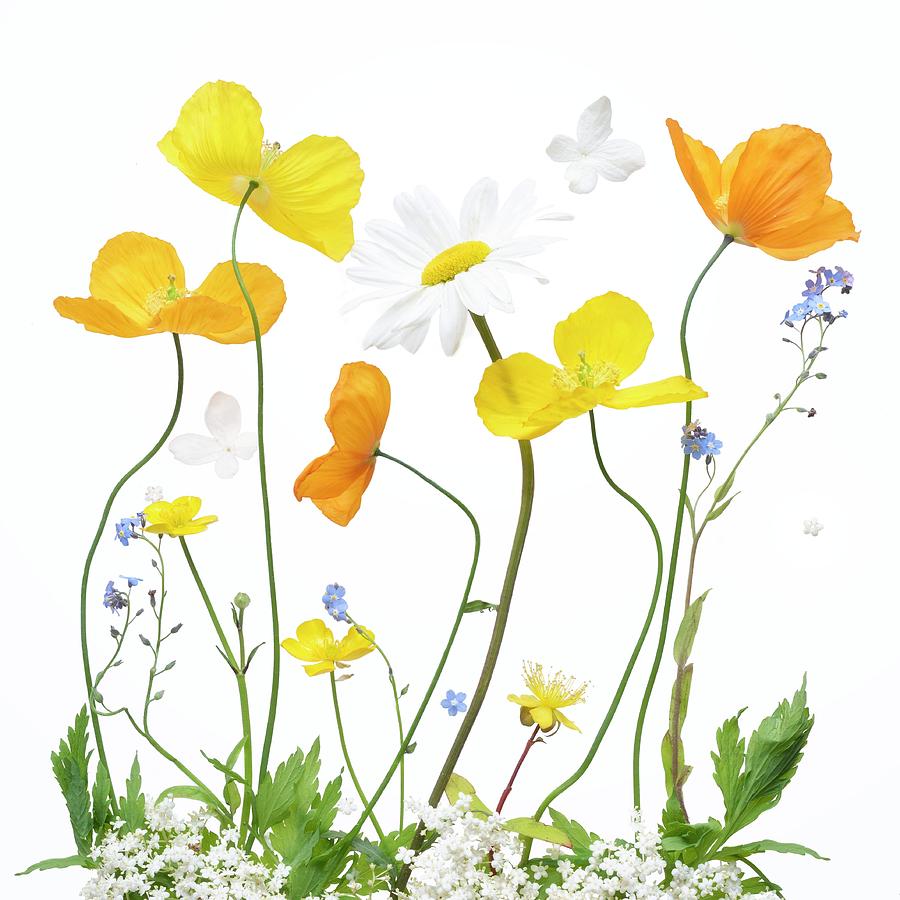 Flower Photograph - Spring Sunshine by Sharon Williams