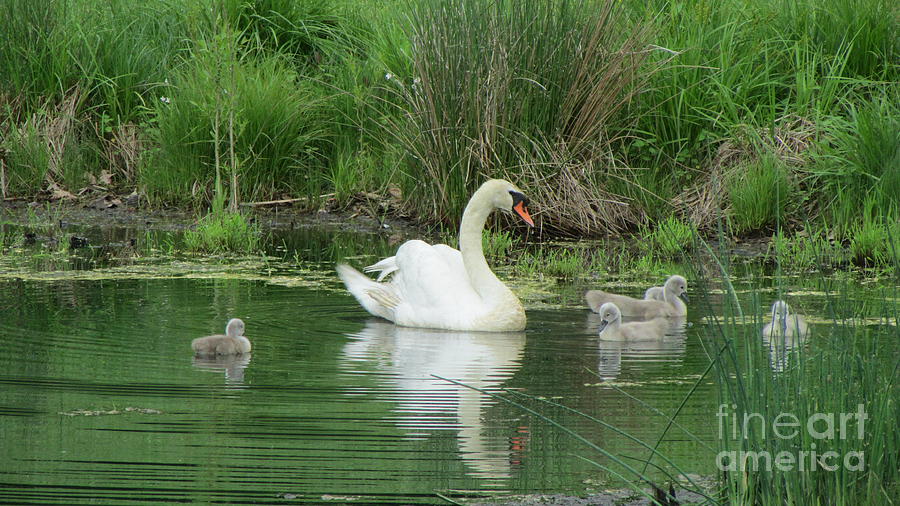 Spring Swan Photograph By Anne Ditmars - Fine Art America