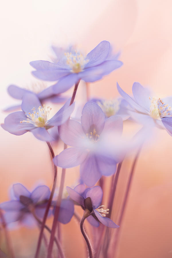Flower Photograph - Spring Symphony by Petra Dvorak