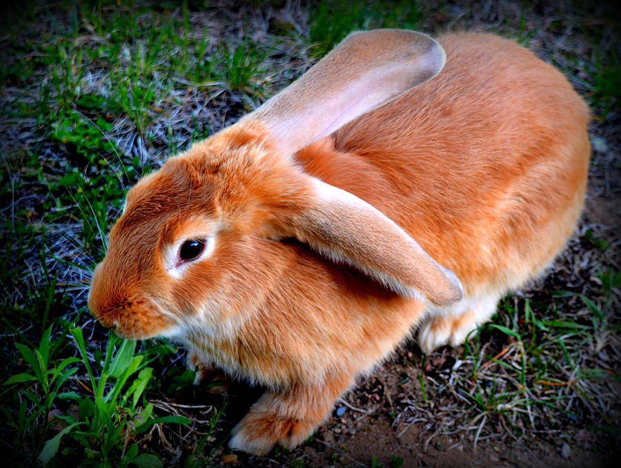 Spring The Flemish Giant Photograph by Kimberly Woyak
