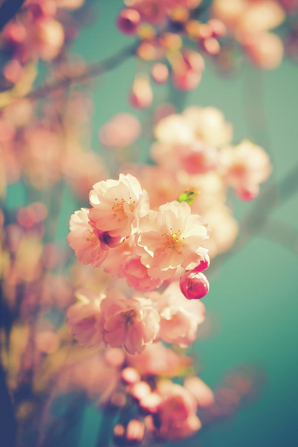 Flower Photograph - Spring Time by Art Szafranski