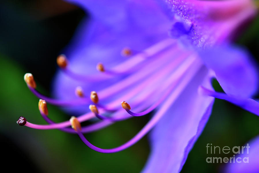  Spring Time Flowers 2019 - Color Shape And Form 10 Photograph by Terry Elniski