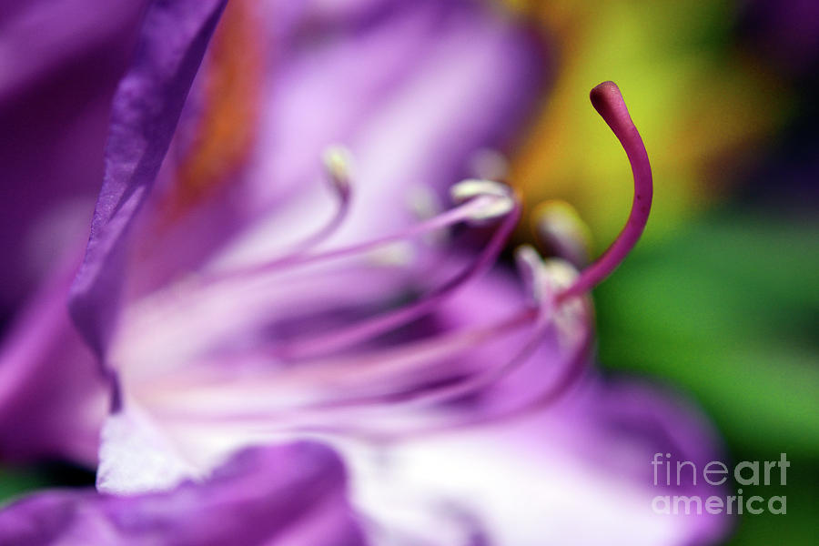 Flower Photograph -  Spring Time Flowers 2019 - Color Shape And Form 34 by Terry Elniski