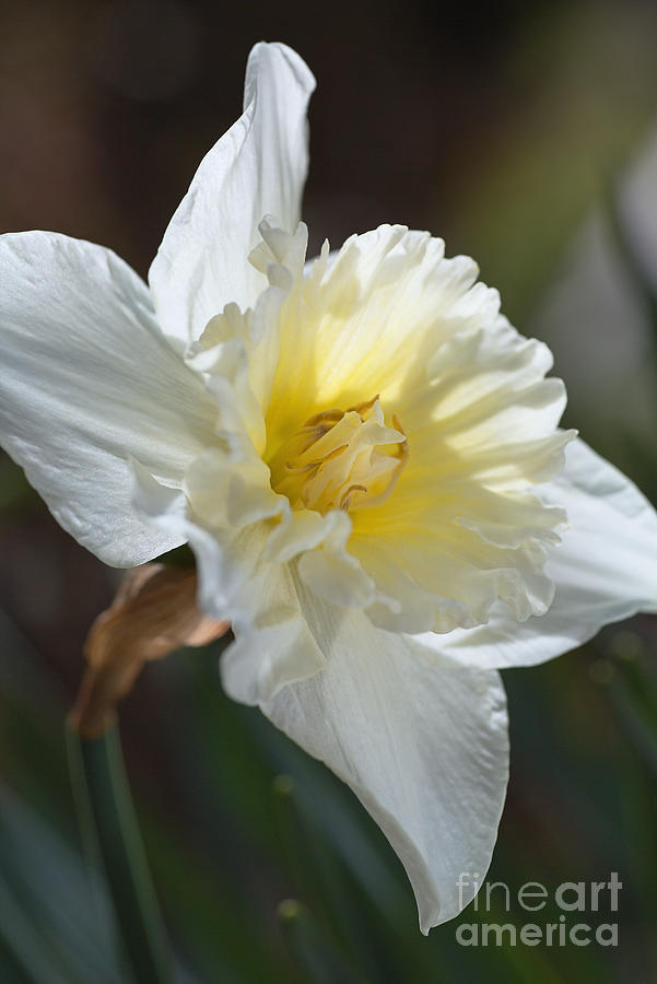 Spring Time For Daffodils Photograph by Joy Watson