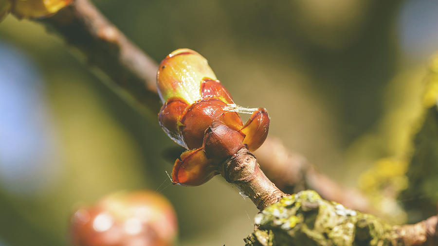 Spring Tree Buds Opening H by Jacek Wojnarowski Spring Tree Buds Opening H by Jacek Wojnarowski