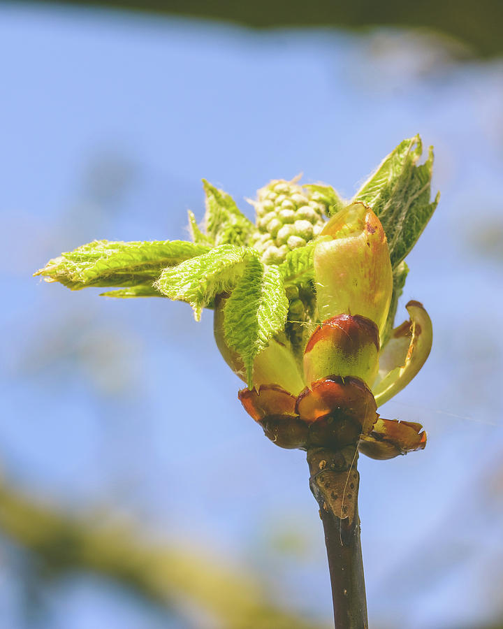 Spring Tree Buds Opening I by Jacek Wojnarowski Spring Tree Buds Opening I by Jacek Wojnarowski