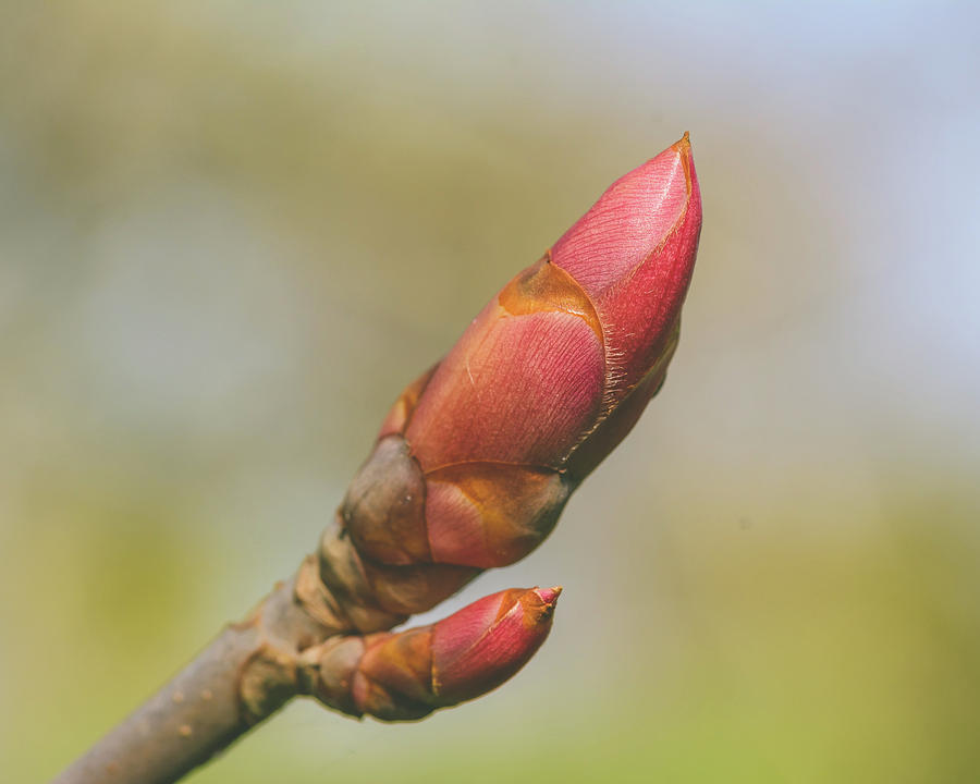 Spring Tree Buds Opening J by Jacek Wojnarowski Spring Tree Buds Opening J by Jacek Wojnarowski