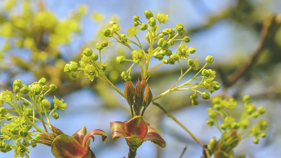 Spring Tree Buds Opening M by Jacek Wojnarowski Spring Tree Buds Opening M by Jacek Wojnarowski