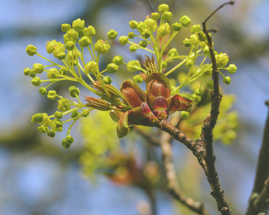 Spring Tree Buds Opening N Photograph by Jacek Wojnarowski - Pixels