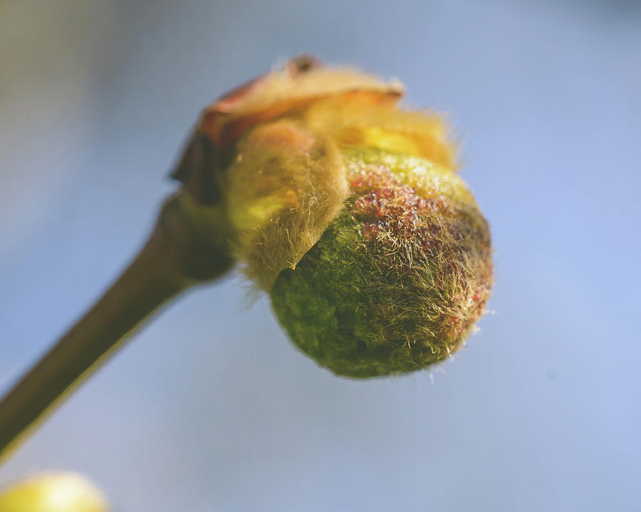 Spring Tree Buds Opening O by Jacek Wojnarowski Spring Tree Buds Opening O by Jacek Wojnarowski