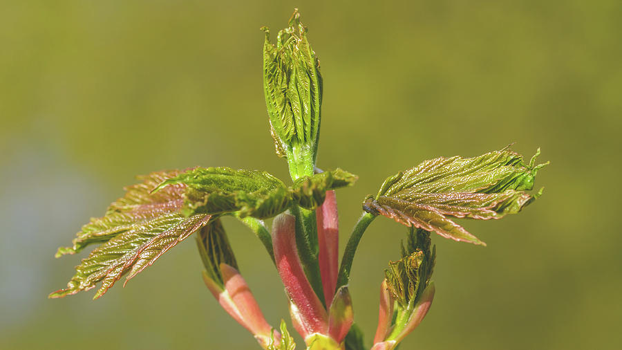 Spring Tree Buds Opening T by Jacek Wojnarowski Spring Tree Buds Opening T by Jacek Wojnarowski