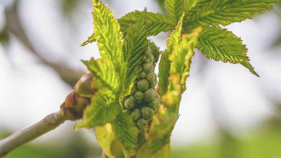 Spring Tree Buds Opening U by Jacek Wojnarowski Spring Tree Buds Opening U by Jacek Wojnarowski