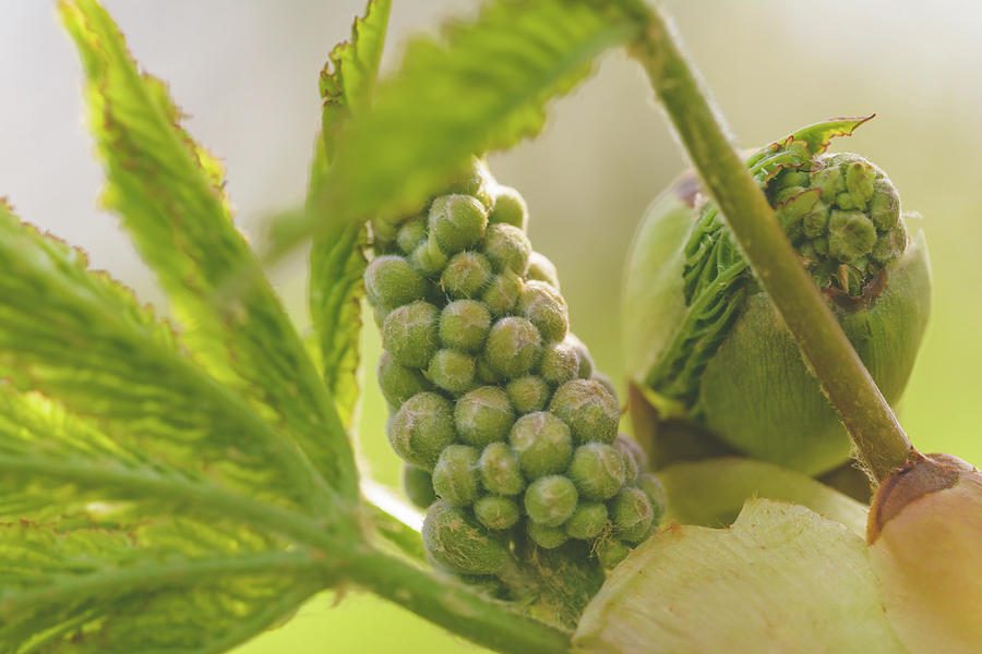 Spring Tree Buds Opening X by Jacek Wojnarowski Spring Tree Buds Opening X by Jacek Wojnarowski