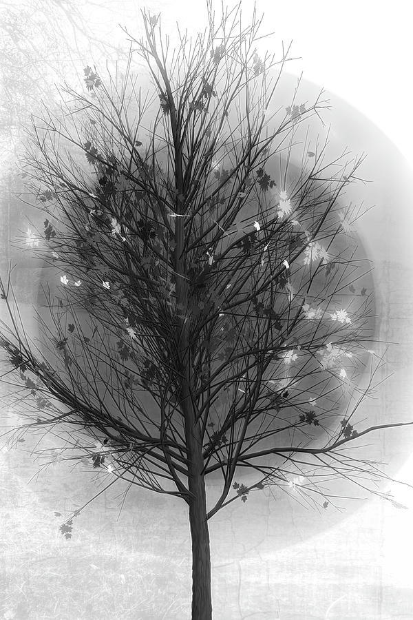 Spring Tree in Black and White Digital Art by Debra and Dave Vanderlaan