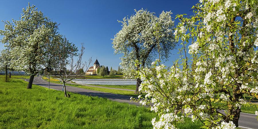 Spring Trees Blooming In Germany Digital Art by Reinhard Schmid