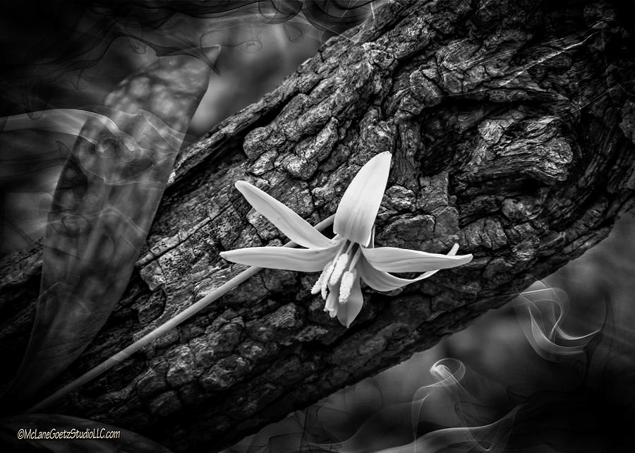 Spring Trout Lily Monochrome Photograph by LeeAnn McLaneGoetz McLaneGoetzStudioLLCcom