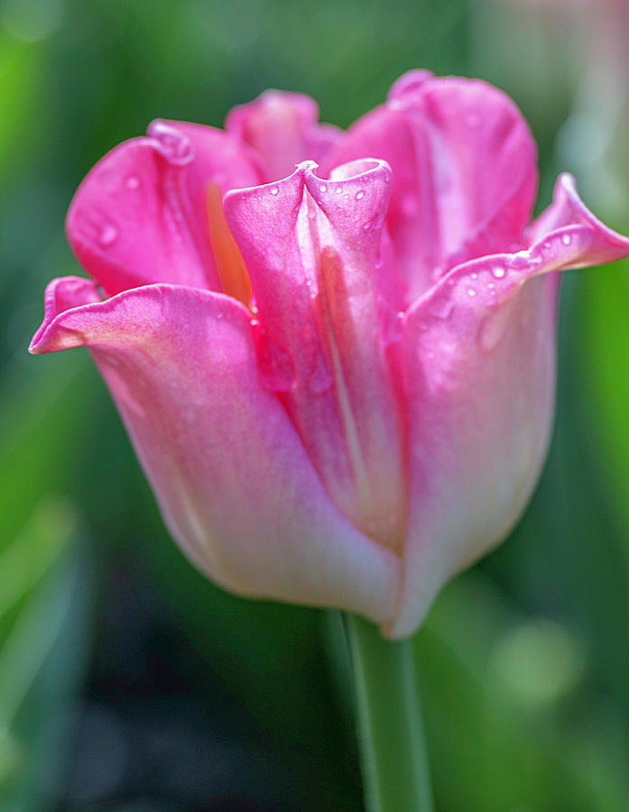 Spring Tulip 9316 by TL Wilson Photography Photograph by Teresa Wilson