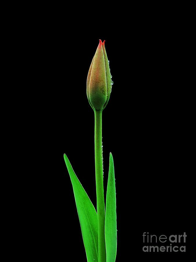 Spring Tulip Photograph by Diana Rajala