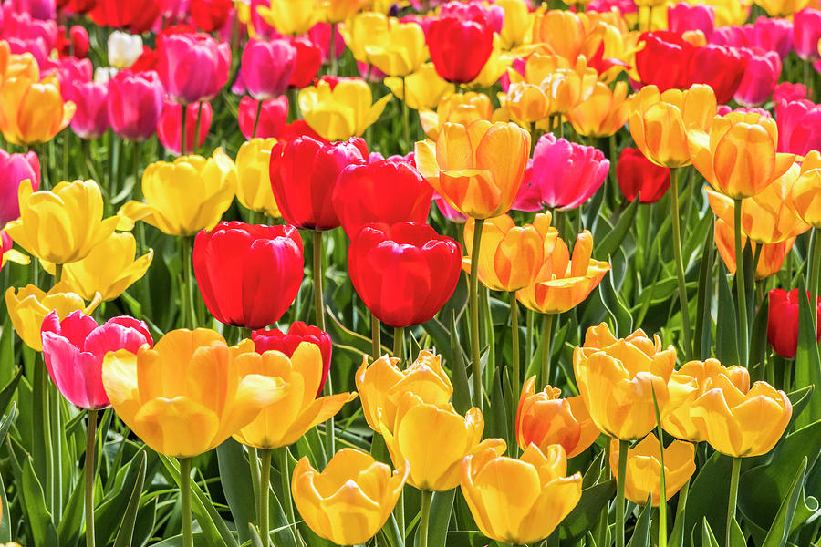 Spring Tulip Field #10 - Garden Photograph by Patti Deters