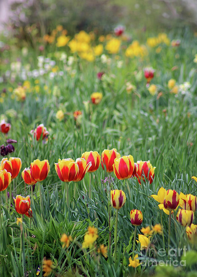 Spring Tulip Garden Photograph by Karen Adams
