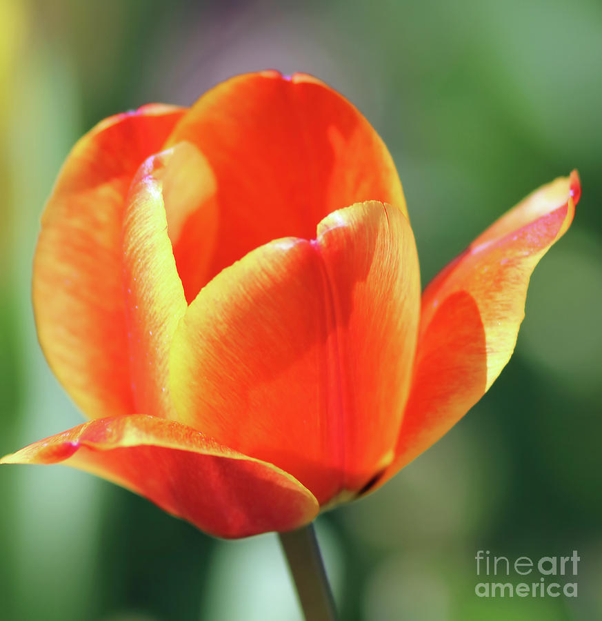 Spring Tulip Photograph by Steven Parker
