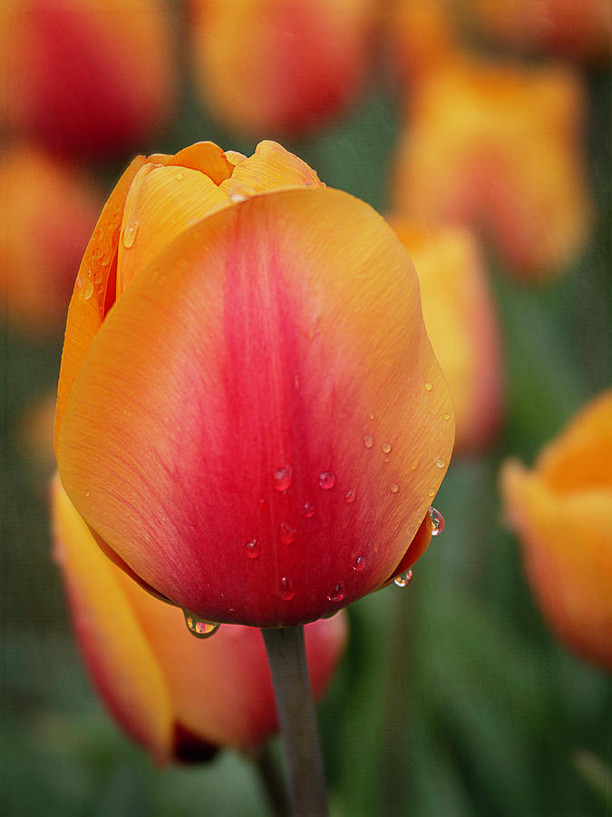 Spring Tulips 9325 by TL Wilson Photography Photograph by Teresa Wilson