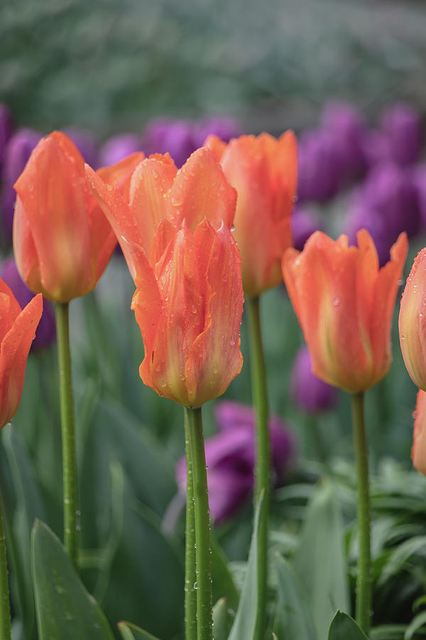 Spring Tulips 9666 by TL Wilson Photography Photograph by Teresa Wilson