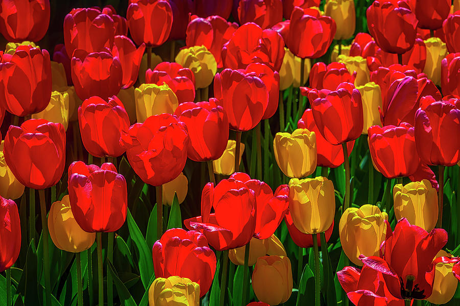 Spring Tulips In Red And Yellow Photograph by Garry Gay