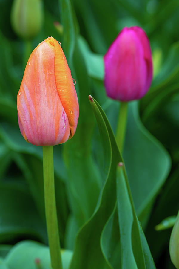 Spring Tulips Photograph by Jack Clutter