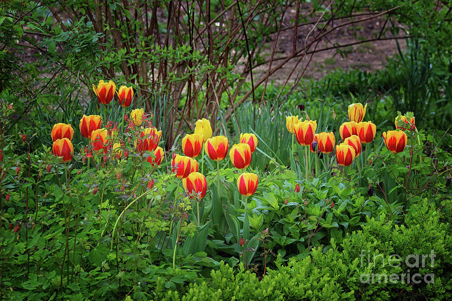 Spring Tulips Photograph by Karen Adams
