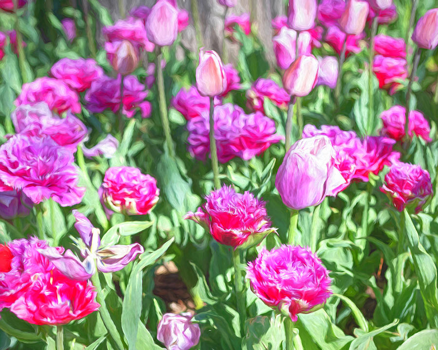 Spring Tulips Painterly Photograph by Lorraine Baum