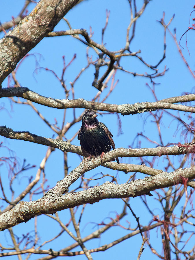 Spring tunes. European starling singing in the tree Photograph by Jouko Lehto