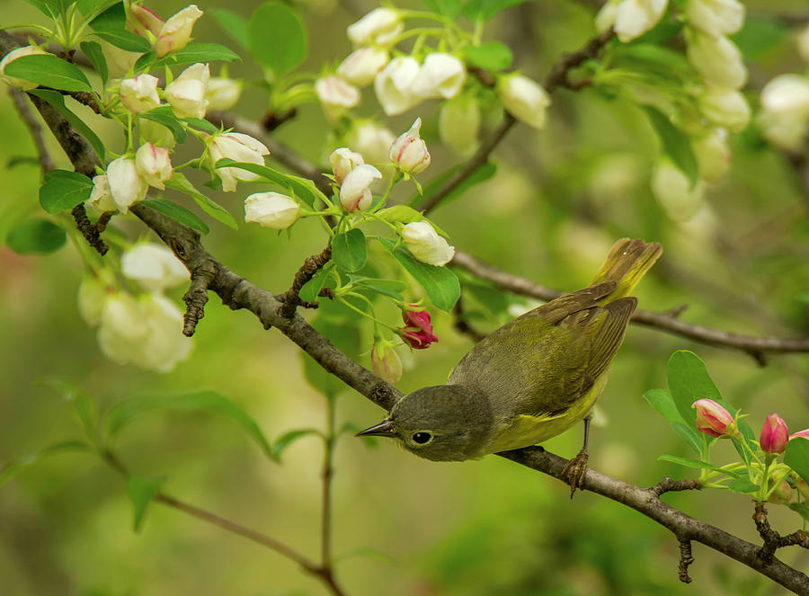 Spring Warbler Photograph by Gerald DeBoer