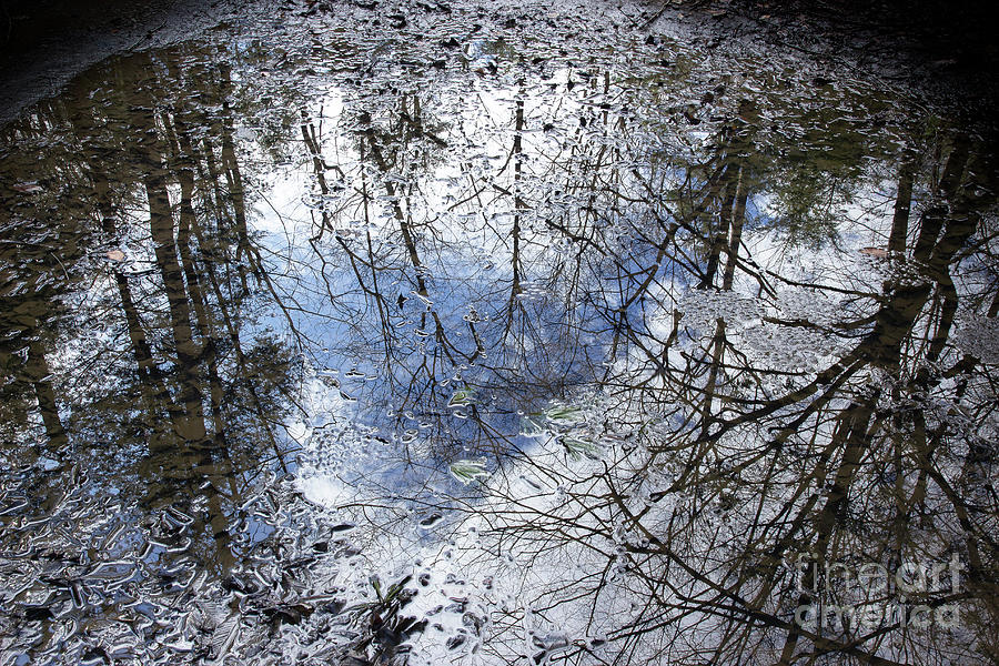 Spring Water Puddle Photograph by Mike Eingle