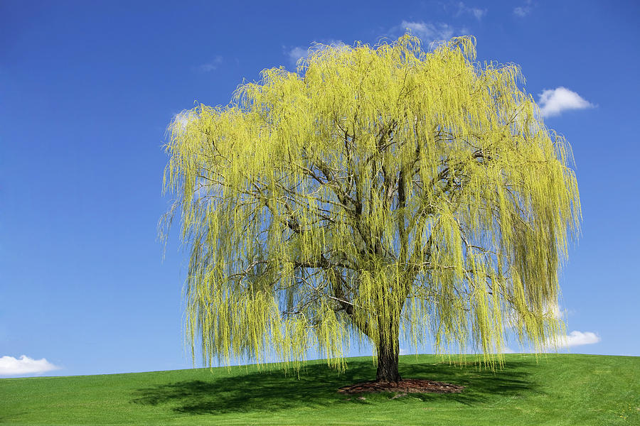 Spring Weeping Willow Against A Blue Sky Photograph by Banksphotos