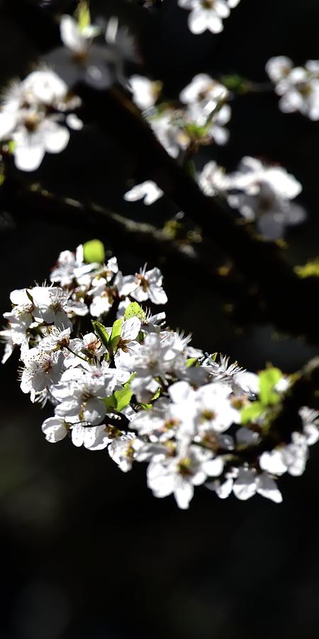 Spring White Blossoms P Photograph by Jerry Sodorff