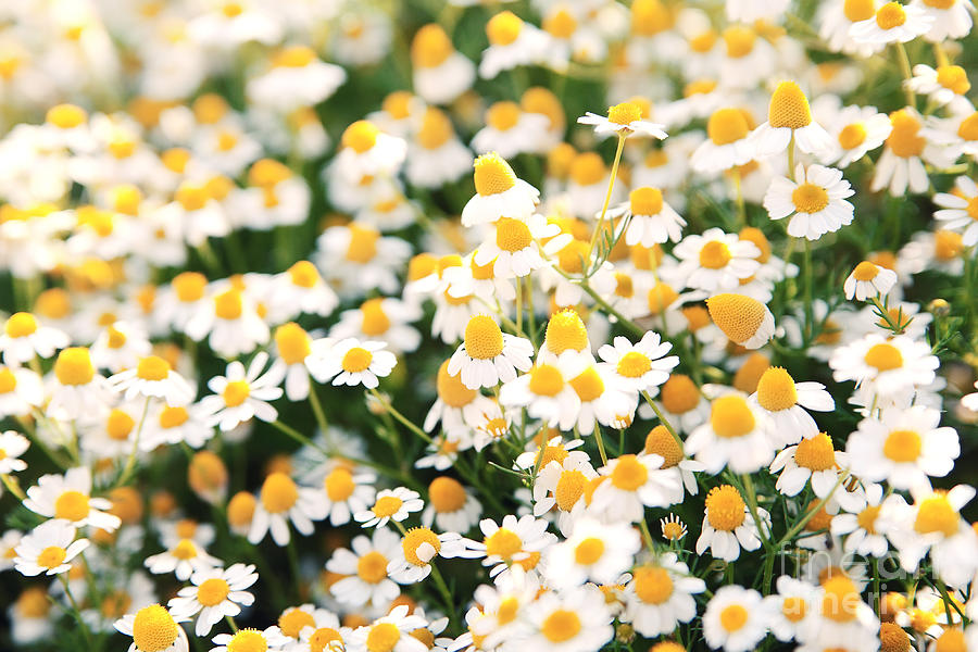 Beauty Photograph - Spring White Daisy Flowers In Nature In by Katerina Planina Beauty Photograph - Spring White Daisy Flowers In Nature In by Katerina Planina