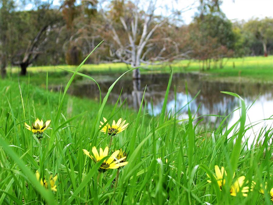 Spring wild Daisies By The Dam by Joan Stratton Spring wild Daisies By The Dam by Joan Stratton