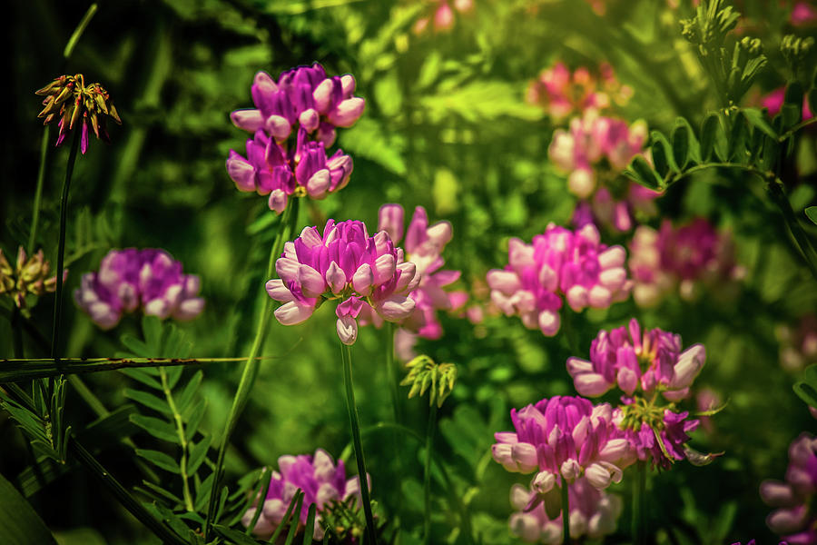 Spring Wildflowers Photograph by Allin Sorenson