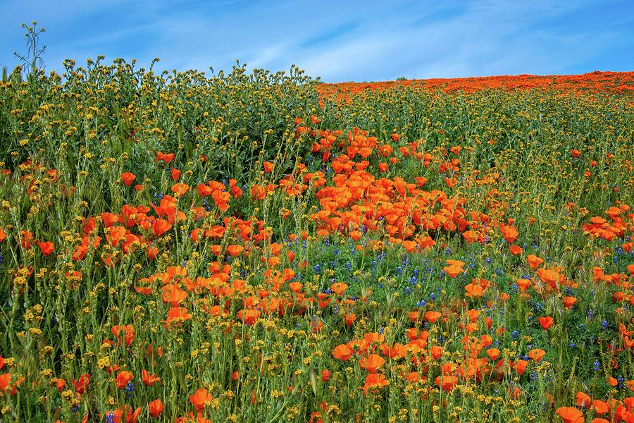 Spring Wildflowers of the 2019 Superbloom Photograph by Lynn Bauer