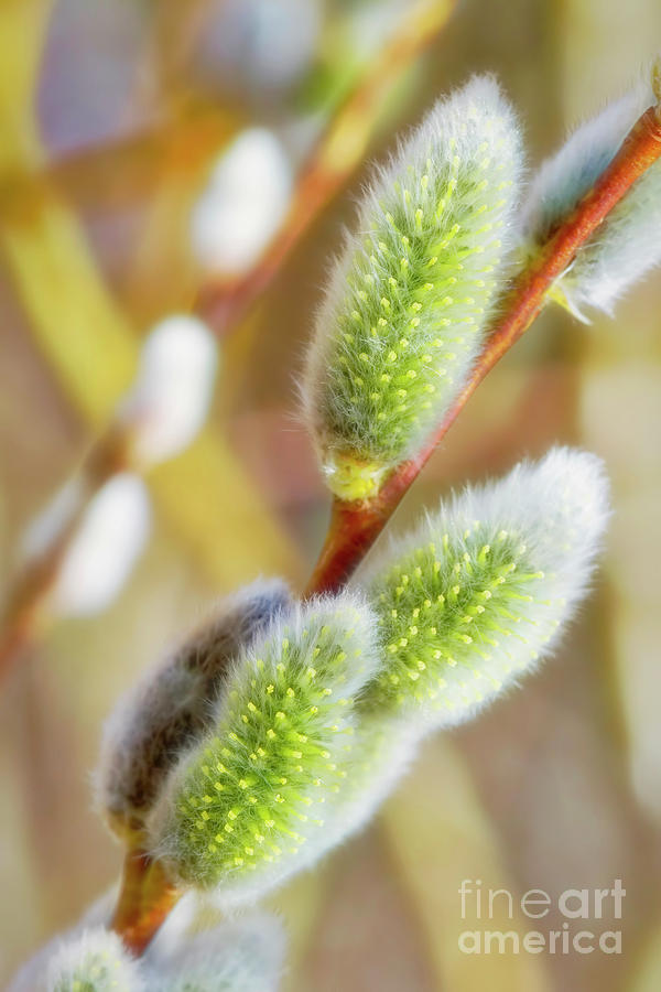 Magic Photograph - Spring willow 4 by Veikko Suikkanen