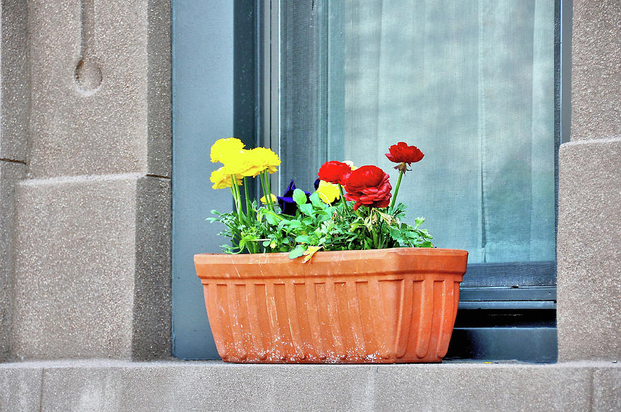 Spring Window Dressing Photograph by JAMART Photography