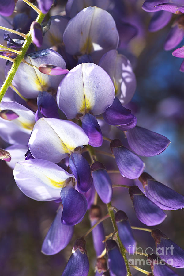 Spring Wisteria Flowers And Buds  Photograph by Joy Watson