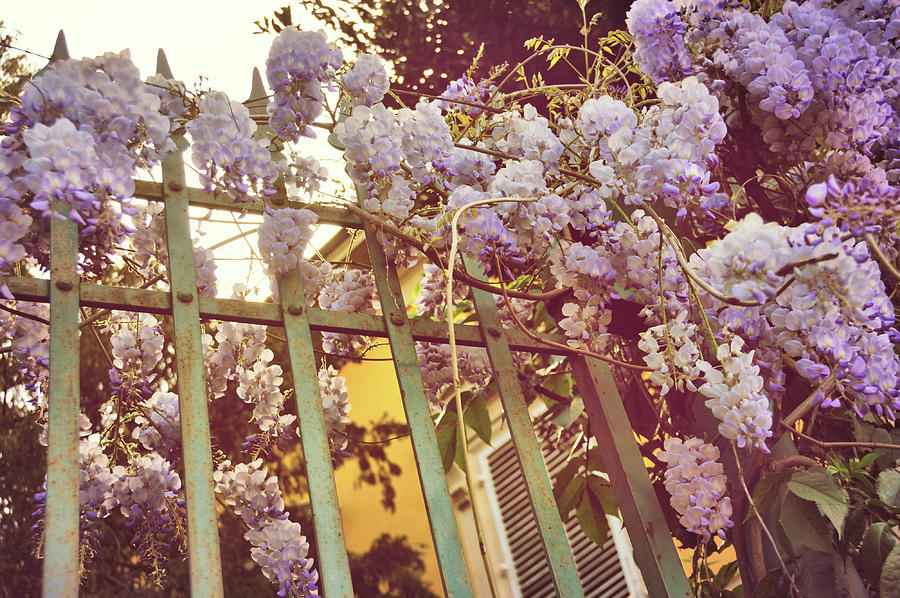 Spring Wisteria Photograph by JAMART Photography