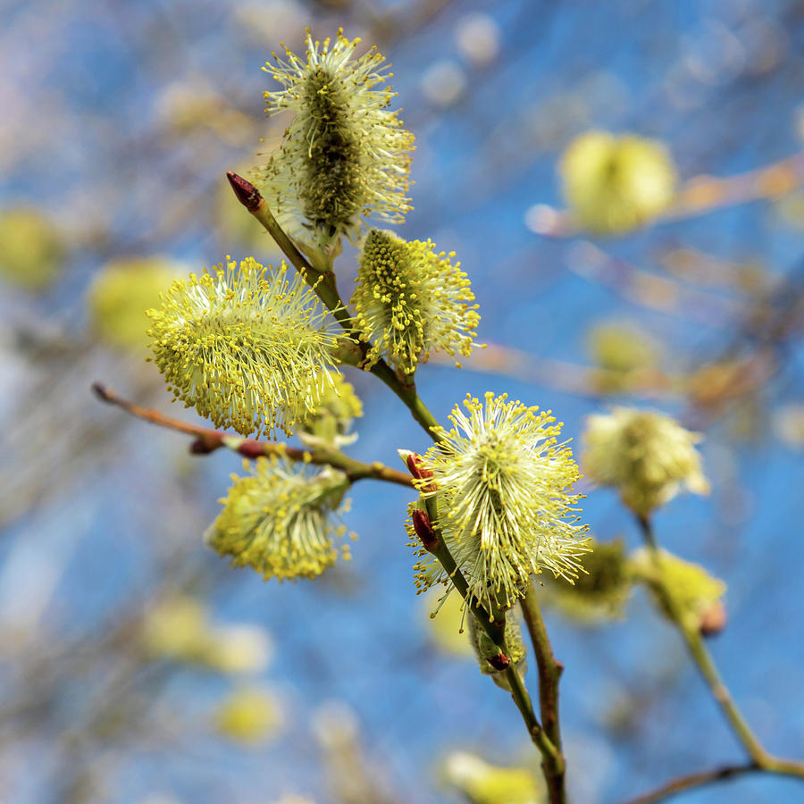 Spring flower 12: Pussy willow – Bee the Best!