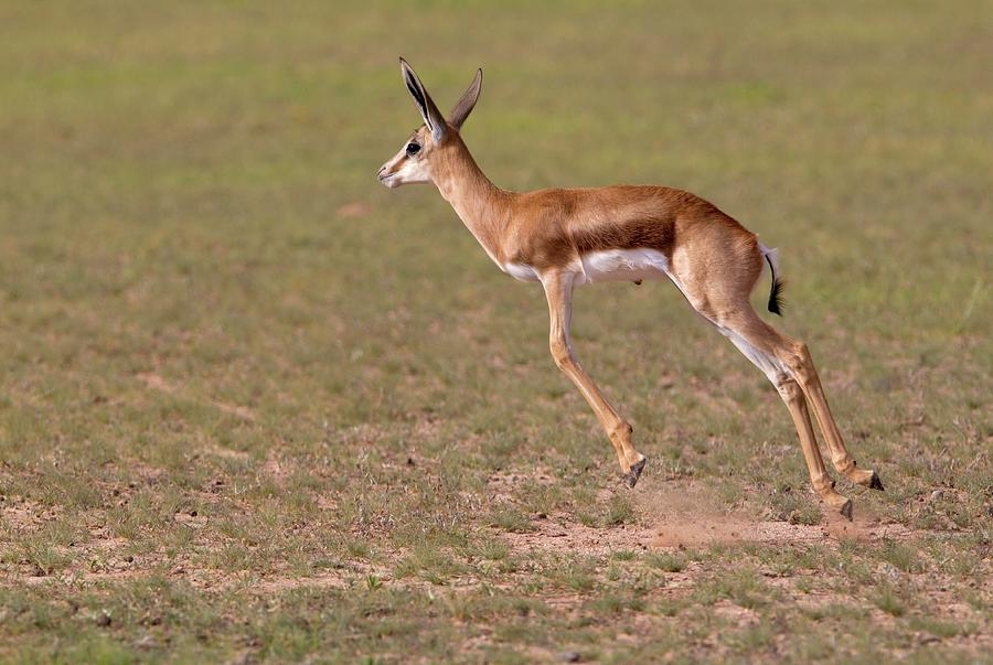 Springbok Antodorcas Marsupialis - Lamb Photograph by Gaston Piccinetti ...