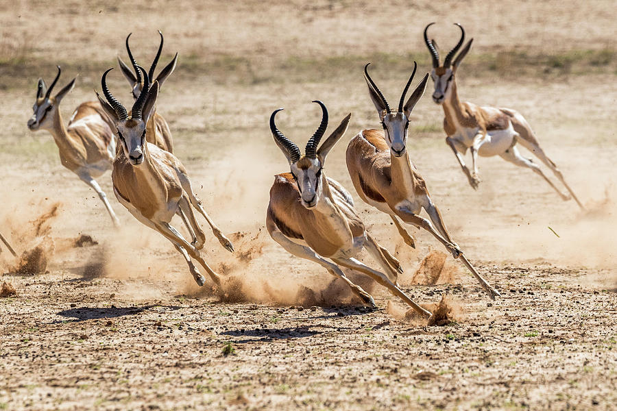 Springbok Herd, Kgalagadi Transfrontier Park, South Africa Photograph by  Ann & Steve Toon /  - Pixels